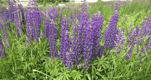4K high quality video footage view of violet lupines flowers in green grass field near small town of Volokolamsk on Golden Ring route some 100 km from Moscow, Russia on summer day