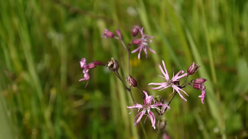 Ragged Robin. Lychnis flos cuculi extreme close up in the field, European plants.