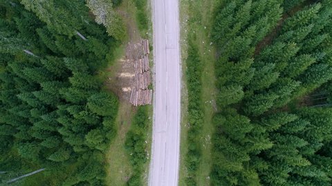 Aerial - Top down static shot of spruce forest and a white van driving by