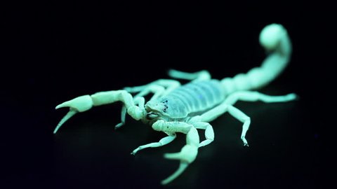 Side and dorsal view of a scorpion, under ultra violet light.