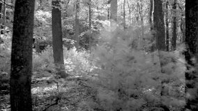 Dolly steadicam shot moving through a b-w forest of oak, maple, and pine trees. - Powered by Shutterstock - Get 15% off with code: PIKWIZARD15