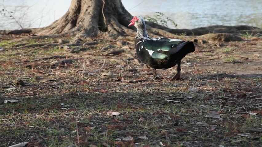mountain duck free license throttling mountain duck free license throttling
