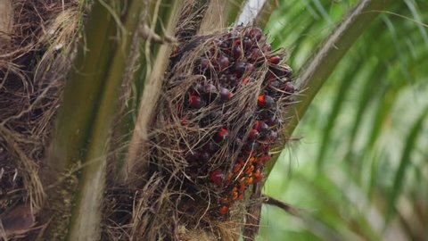 Harvesting palm oil fruit in Thailand