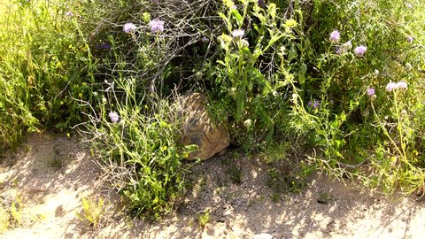 Wild Desert Tortoise Gopherus Agassizii Mojave California