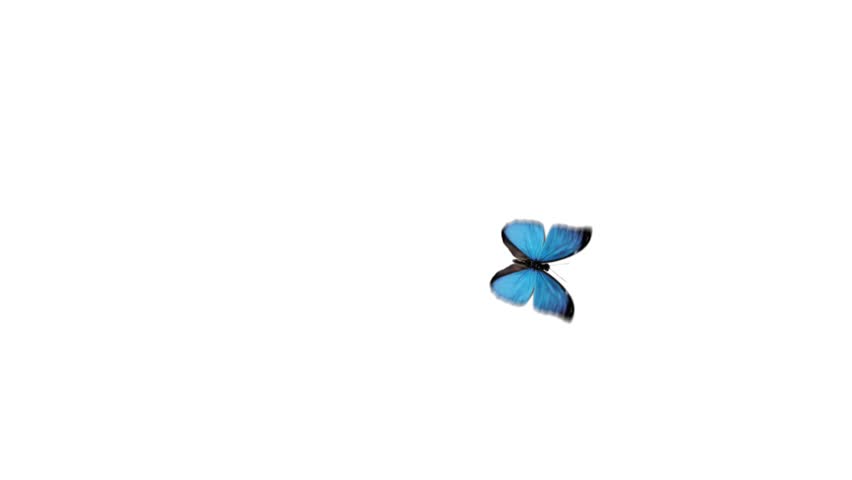 beautiful blue butterfly flying with alpha channel HD 1080p
