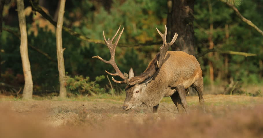 Red Deer, Rutting Season, Hoge Stock Footage Video (100% Royalty-free ...