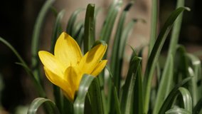 Lonely yellow lily-of-the-field shallow DOF 4K 2160p 30fps UltraHD footage - Close-up of fall bulbous flowering plant daffodil  3840X2160 UHD video