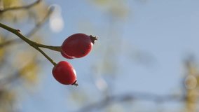 Close-up of Rosa canina and blue sky 4K 2160p 30fps UltraHD tilting footage - Red rose hips plant on the wind 3840X2160 UHD video