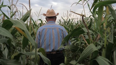 An elderly farmer walks through a cornfield. Agricultural business. He wears a cowboy hat, a blue striped shirt. Hands pushes the high stalks of corn to pass. Slow motion, view back. 4K