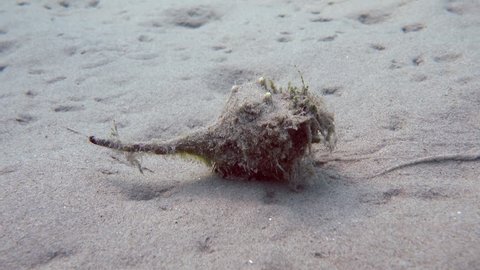 A snail slips on underwater sand