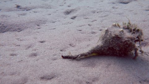 A snail slips on underwater sand