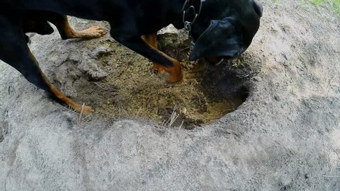 Doberman digs sand, dog digging