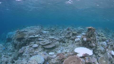 When a coral reef dies,coral bleaching is the result of water heating.
Above-average seawater temperatures caused by global warming have been identified as a leading cause of coral bleaching worldwide