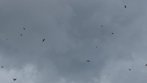 Flying birds on rain clouds for liberally.4k video