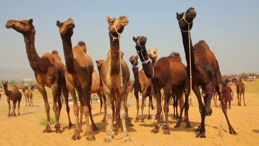 Pushkar Camel Fair - group of camels during festival