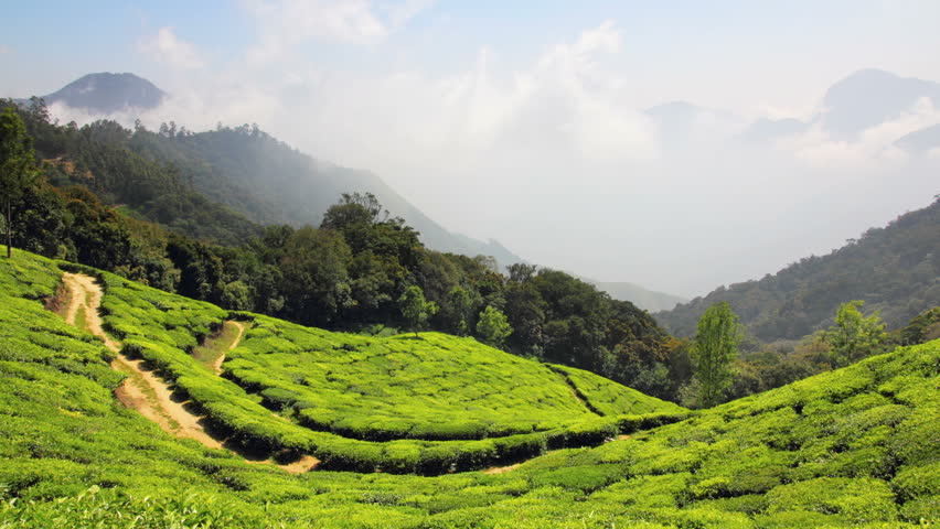mountain tea plantation in Munnar Kerala India - timelapse