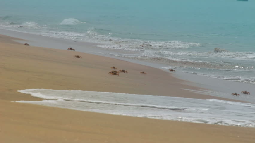 many crabs on the beach