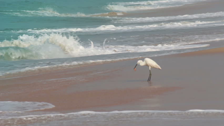 hunting heron on beach