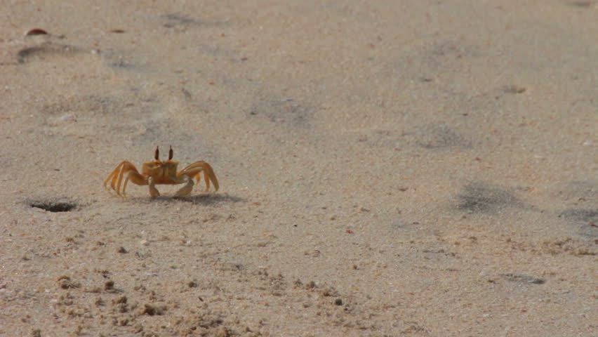 shy crab on the beach