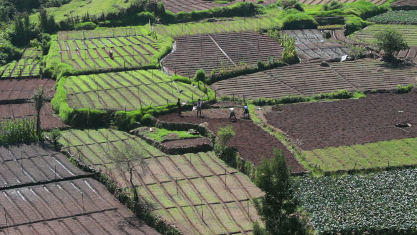 peasants working in vegetable gardens in India