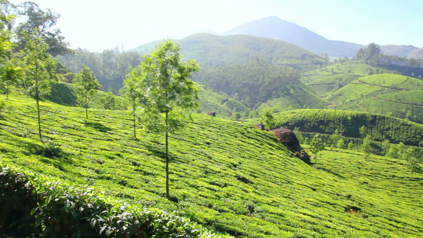 Mountain Tea Plantation in Munnar Stock Footage Video (100% Royalty ...