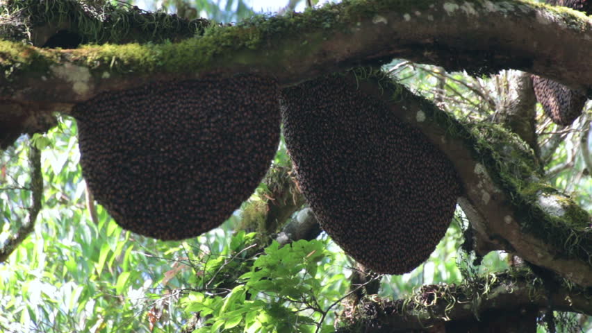 wild bees beehive on tree