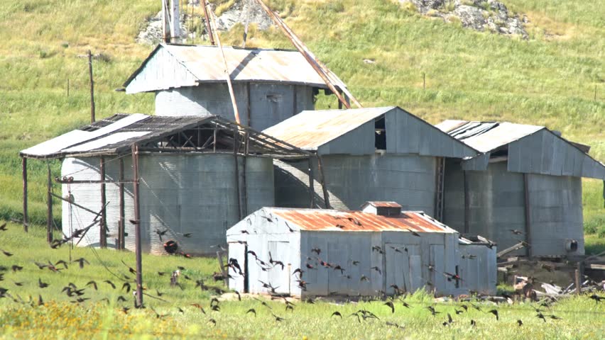 Many crow flying around at Carrizo Plain National Monument, California, U.S.A.