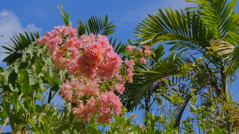tropical flower and palms in the garden in Bridgetown, Barbados