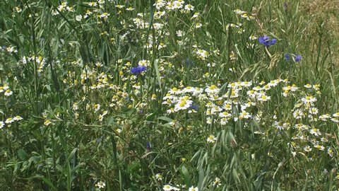 blooming cornflowers and chamomile at field edge. Beautiful wild flowers return in crop fields if farmers use less fertilizer.