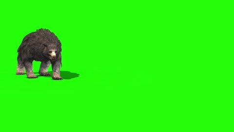 Grizzly BEAR Walks Green Screen 3D Rendering Animation