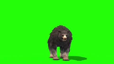 Grizzly BEAR Roar Attack Front Green Screen 3D Rendering Animation