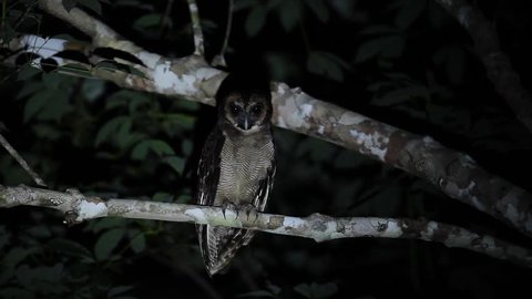 Closeup Brown wood owl, uprisen angle view, sitting on the branch in the night time in tropical forest, national park in the Jungle of Thailand