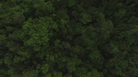aerial shot of a stream in tropical forest