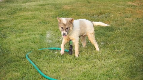 Puppy  playing with water from sprinkler with very fun and happy.
