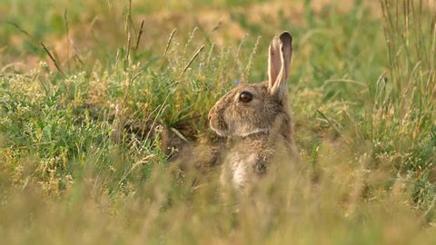 Wild european rabbit (Oryctolagus cuniculus) in meadow
