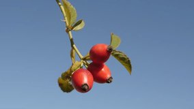 Bunch of red Rosa canina berries against blue sky close-up 4K 2160p 30fps UltraHD tilting footage - Rose hips on the wind 3840X2160 UHD  video