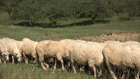 Sheep Grazing on Grassland, Flock Herd of Billy Goats on Meadow in Mountain 4K