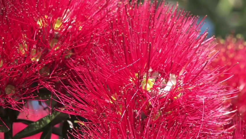 Close up of a Pohutukawa flower