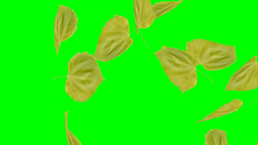 Falling leaves on green screen background animation. Autmn fall nature video. Royalty-Free Stock Footage #31511896