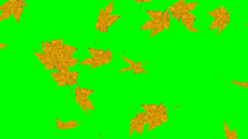 Falling leaves on green screen background animation. Autmn fall nature video. Royalty-Free Stock Footage #31511902
