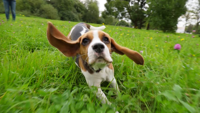 Curious beagle dog run at grass, chase moving camera, slow motion shot. Long ears flap and fly in air, doggy rush towards, look straight to camera. Happy puppy play he game with owner, have good time