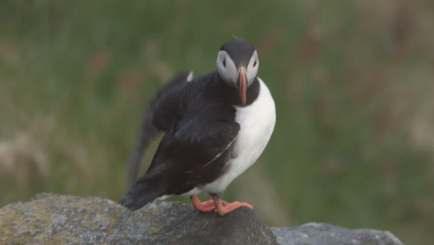 puffin at the coast of norway