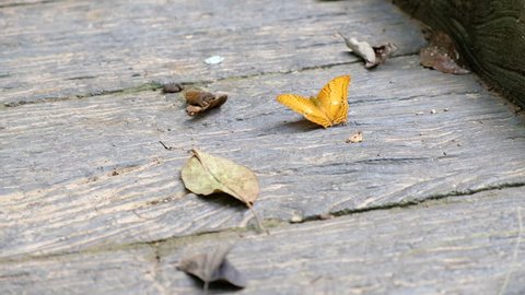 Vindula erota, Yellow Cruiser Butterfly clap wings on the wood floor