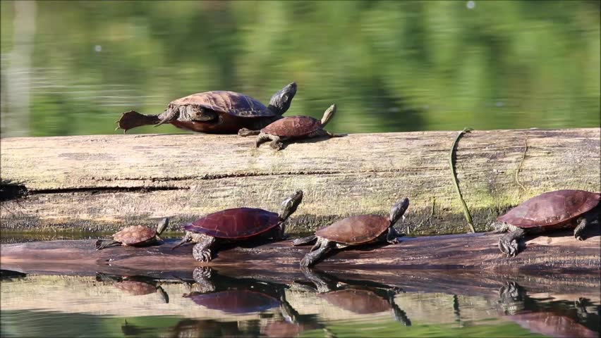 Turtles basking on a log in the sun.