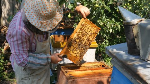 The bee-Keeper pulls out a frame of honey from the hive.