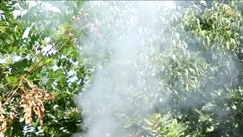 Smoke above the forest