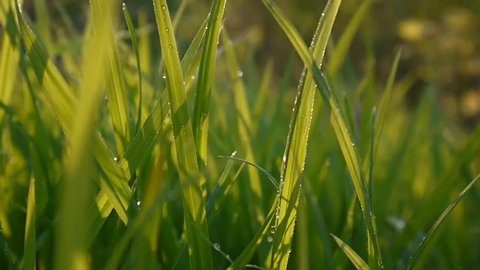 Green grass with drops macro beautiful background spring on wind. Video footage HD shootig static camera.