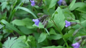 lungwort Pulmonaria blooming in spring. Video slight movement of the flower from the wind.