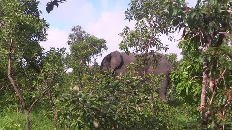 Elephant found on walk safari