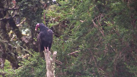 Turkey vulture on the dead tree